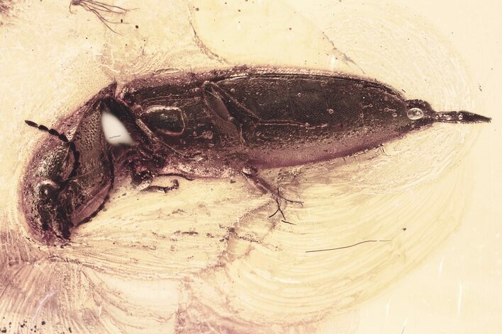 Detailed Fossil Click Beetle (Elateridae) in Baltic Amber #330638